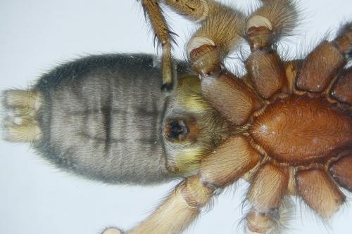 Réf. 222 917 : Scotophaeus scutulatus